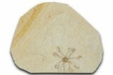 Floating Crinoid (Saccocoma) Fossil - Solnhofen Limestone #353552-1
